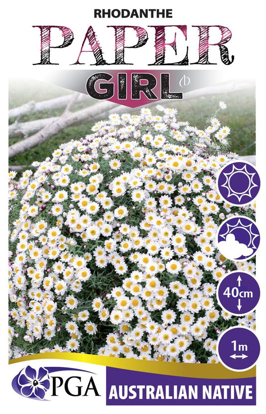 Rhodanthe ‘Paper Girl’