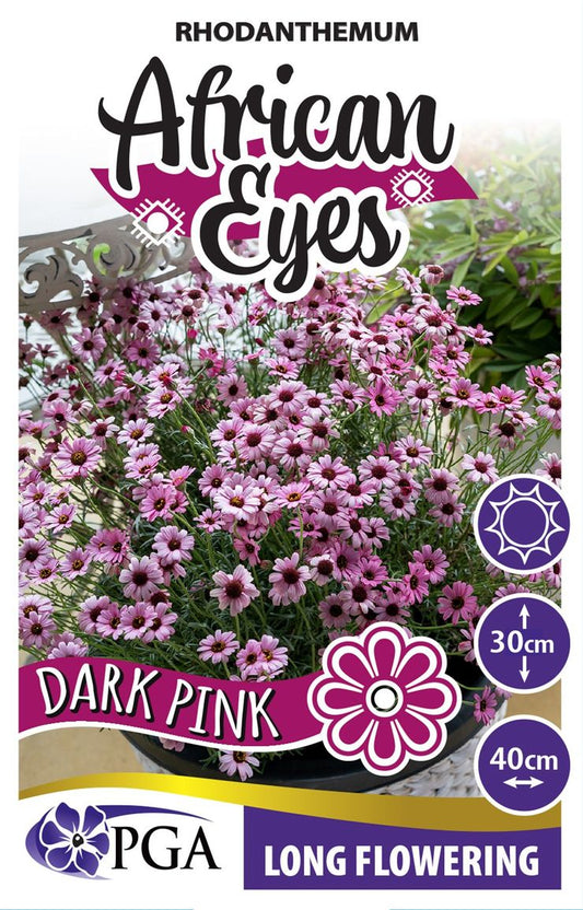 Rhodanthemum ‘Dark Pink AFRICAN EYES’