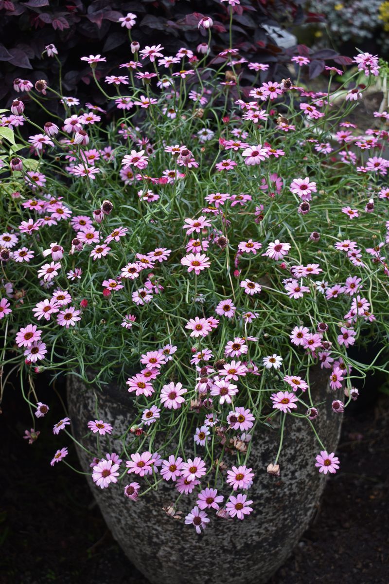 Rhodanthemum ‘Dark Pink AFRICAN EYES’
