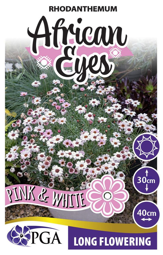 Rhodanthemum ‘Pink and White AFRICAN EYES’