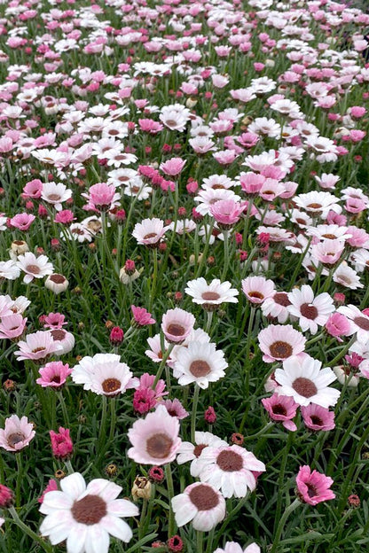Rhodanthemum ‘Pink and White AFRICAN EYES’