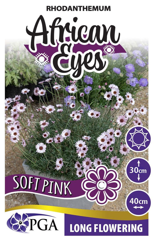 Rhodanthemum ‘Soft Pink AFRICAN EYES’