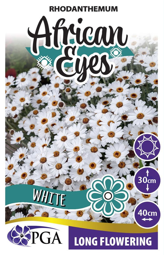 Rhodanthemum ‘White AFRICAN EYES’