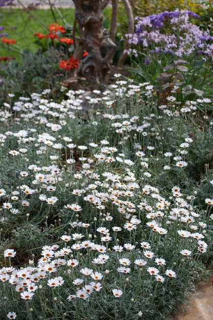 Rhodanthemum ‘White AFRICAN EYES’