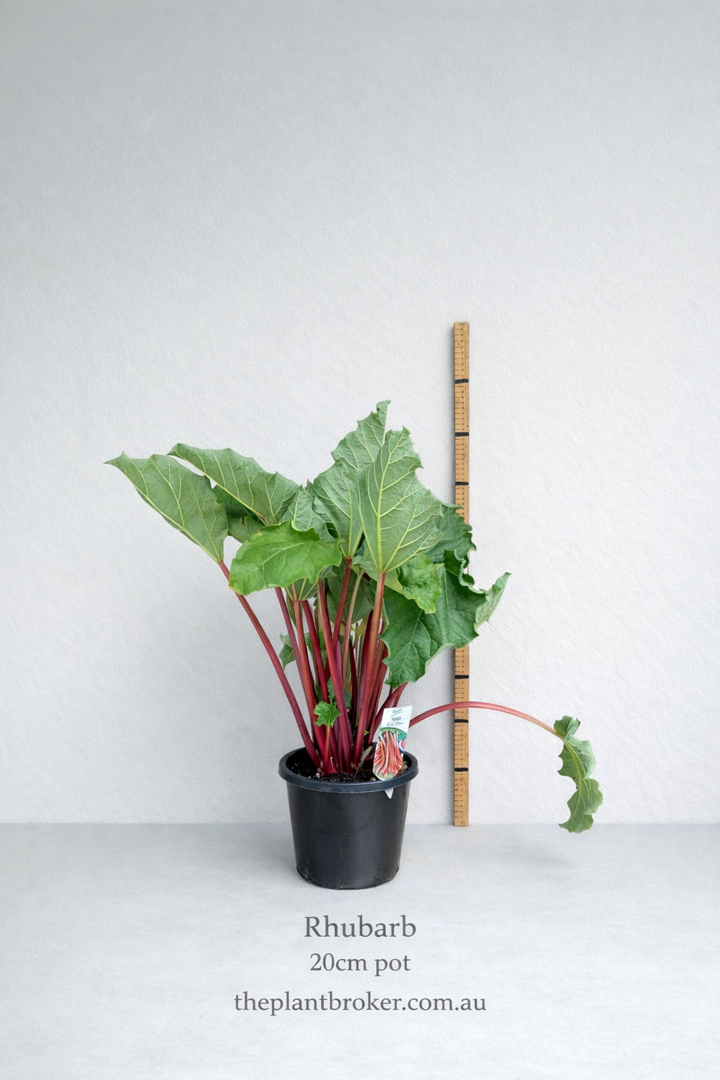 the plant broker