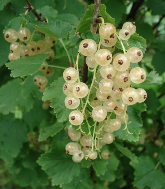 Ribes rubrum Alba