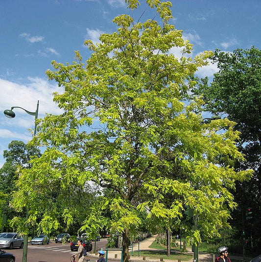 Robinia pseudoacacia Frisia