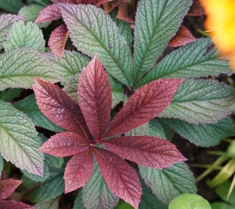 Rodgersia podophylla 'Bronze Peacock'