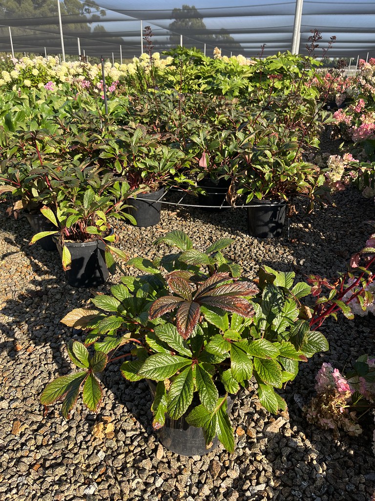 the plant broker