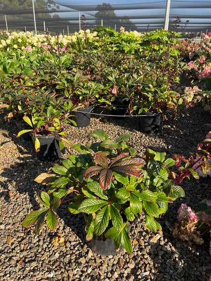 Rodgersia podophylla 'Bronze Peacock'
