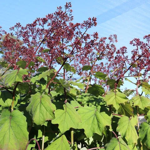 the plant broker