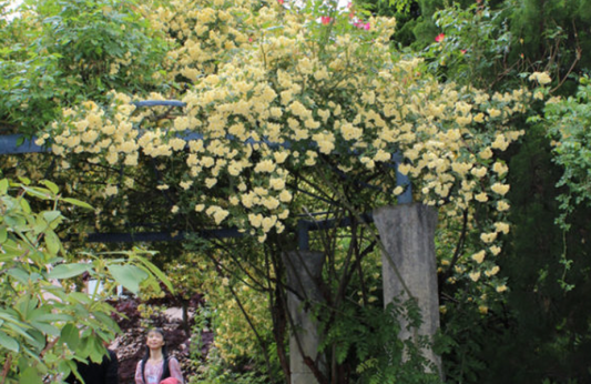 Rosa Banksiae Lutea