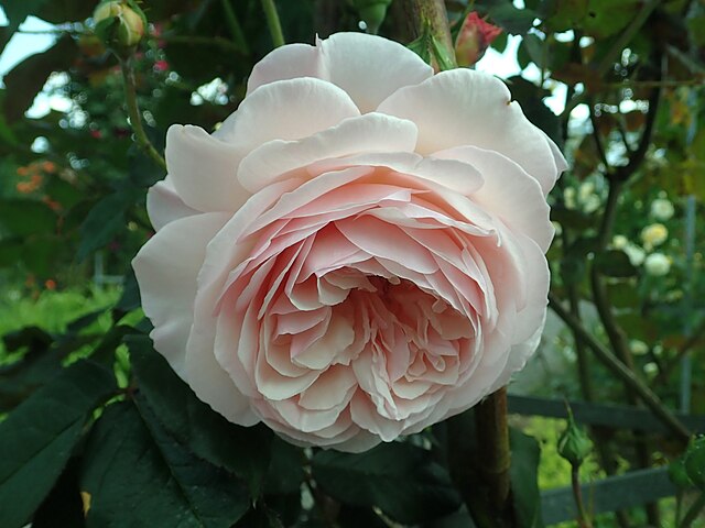 Rose - A Shropshire Lad