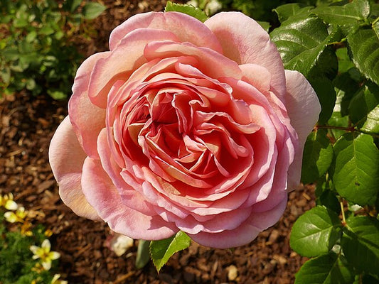 Rose - Abraham Darby