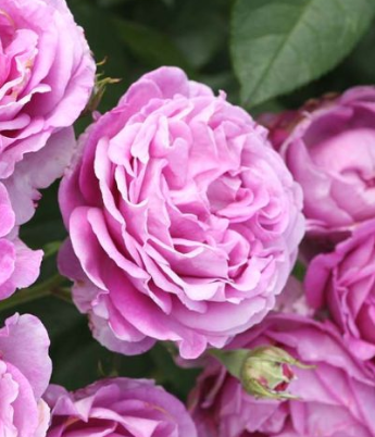 Rose - Adorable
