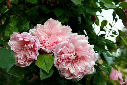 Rose - Albertine