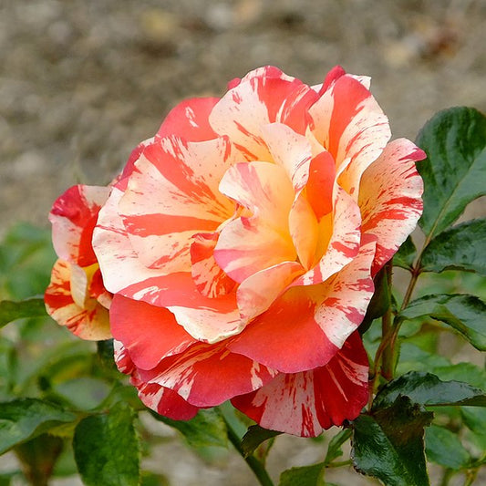 Rose - Alfred Sisley