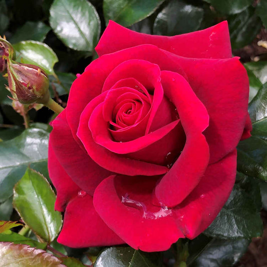 Rose - As Good as it Gets