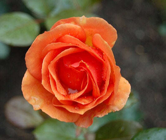 Rose - Ashram