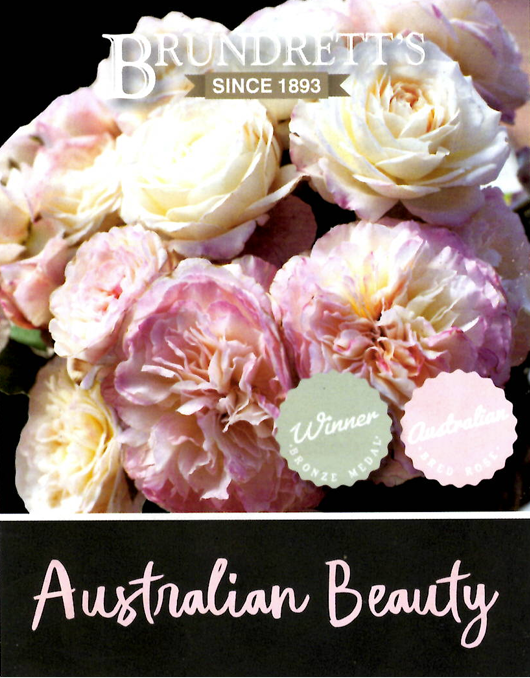 Rose - Australian Beauty