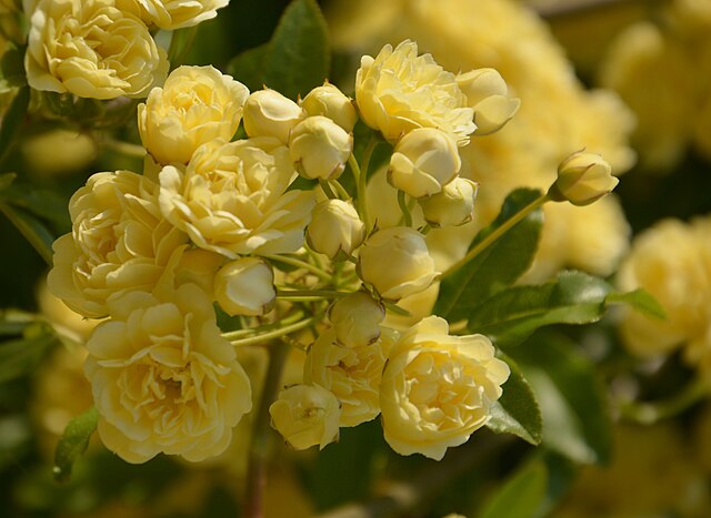 Rose - Banksia Lutea
