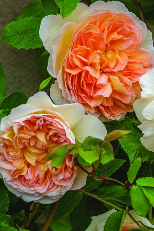 Rose - Bathsheeba