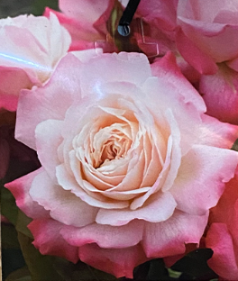 Rose - Beautiful Girl