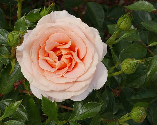 Rose - Bengali
