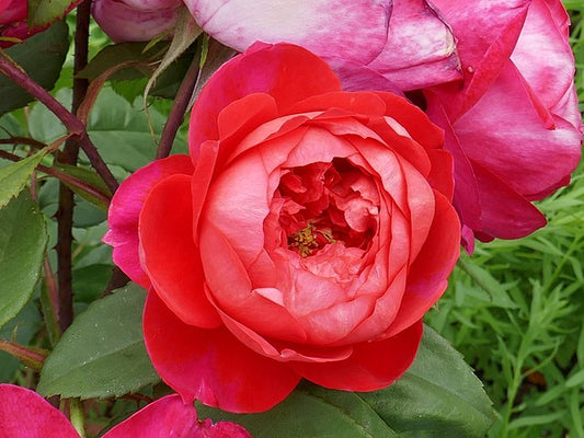 Rose - Benjamin Britten