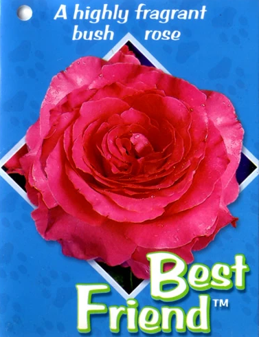 Rose - Best Friend