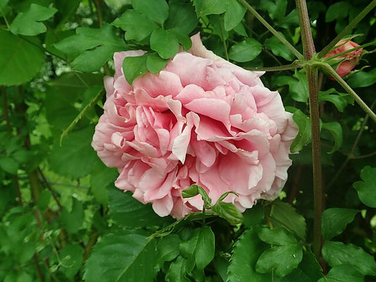 Rose - Bienvenue