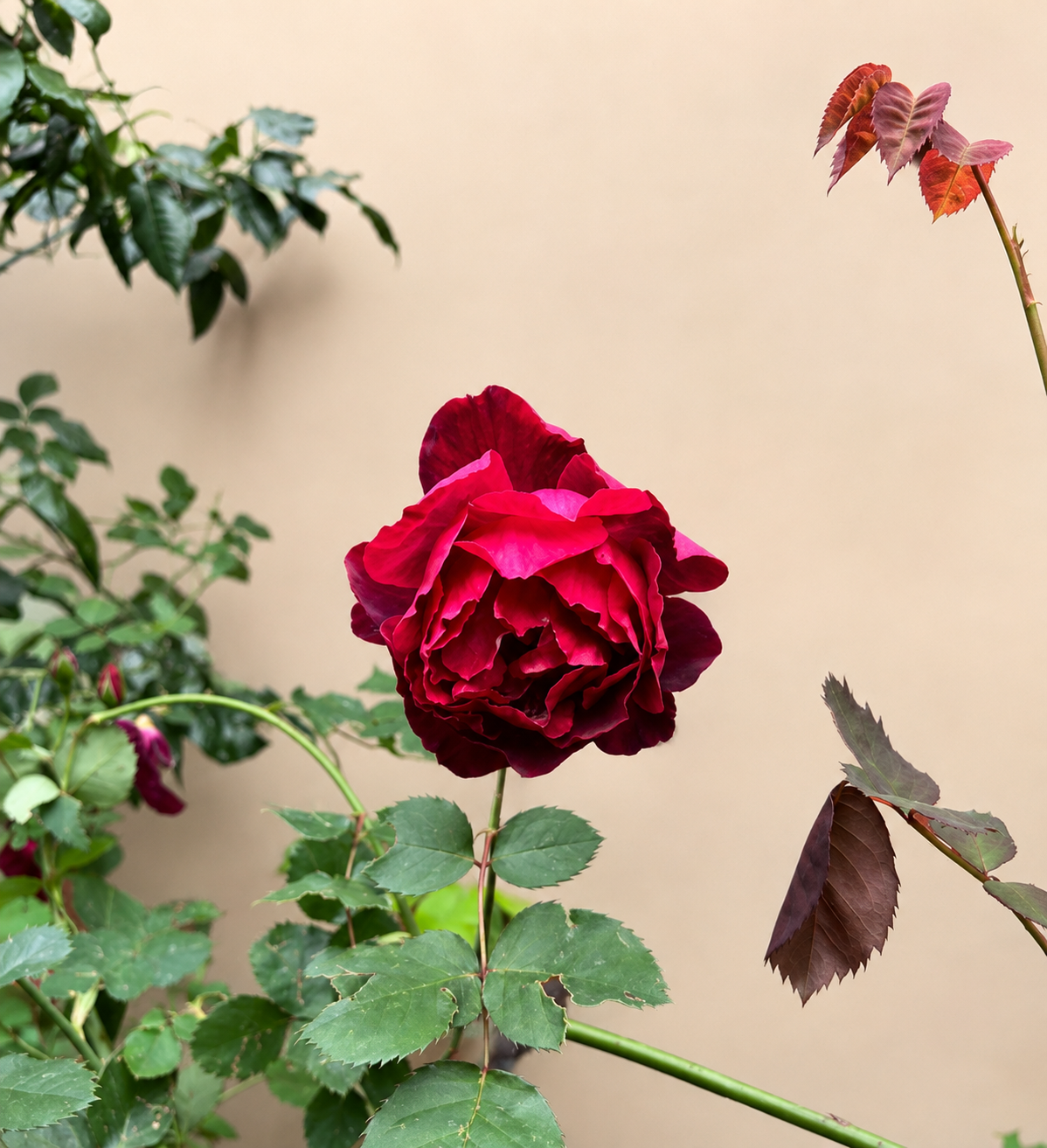 Rose - Black Boy