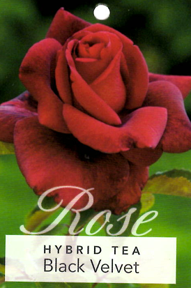 Rose - Black Velvet