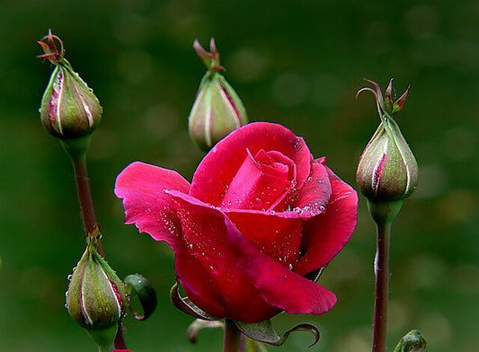 Rose - Blackberry Nip