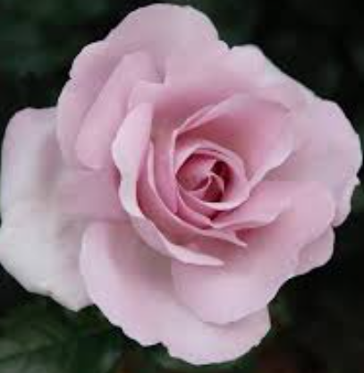Rose - Blue Emotion