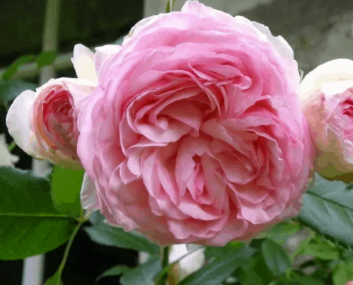 Rose - Blushing Pierre de Ronsard