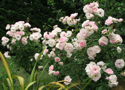 Rose - Blushing Pink Iceberg