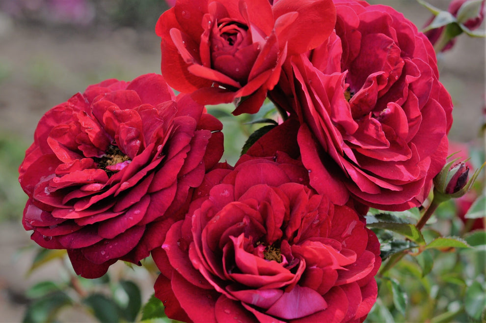 Rose - Bordeaux – The Plant Broker