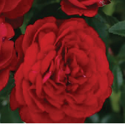 Rose - Bordeux