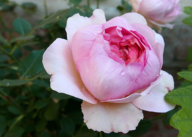 Rose - Boscobel