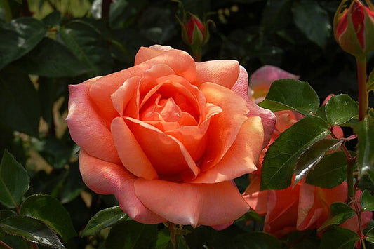 Rose - Brandy