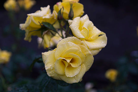 Rose - Bright Smiles
