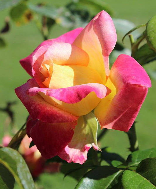 Rose - Bright Spirit