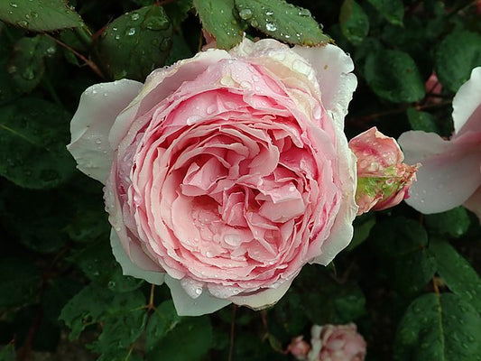 Rose - Brother Cadfael