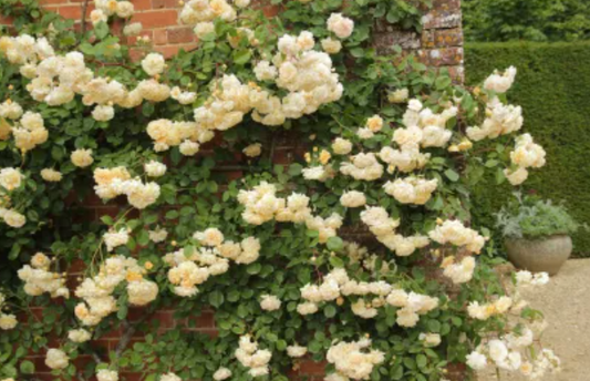 Rose - Buff Beauty