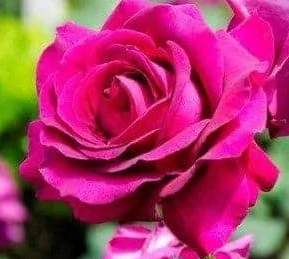 Rose - Big Purple