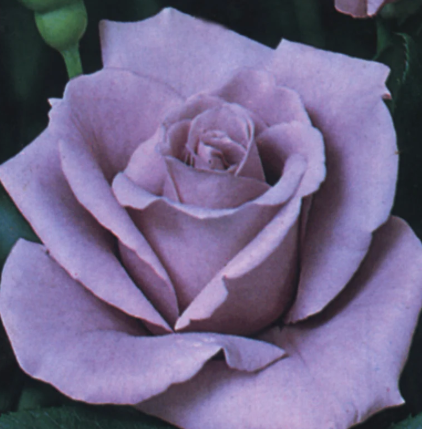 Rose - Blue Moon