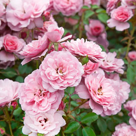 Rose - Bonica