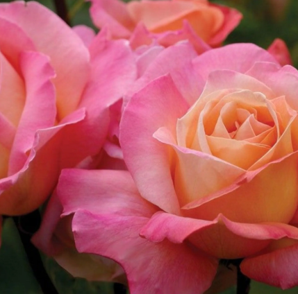 Rose - Chicago Peace
