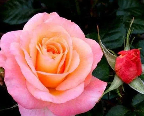 Rose - Daybreaker